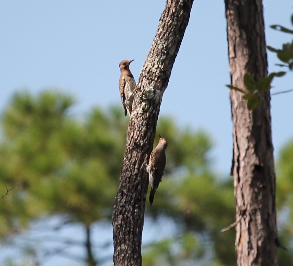 Northern Flicker (Yellow-shafted) - Jeff Graham