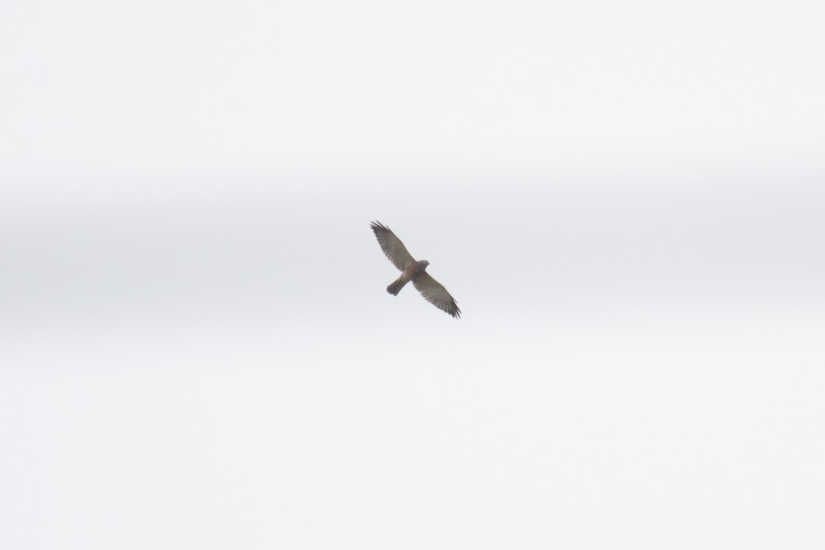 Chinese Sparrowhawk - Akekachoke Buranaanun