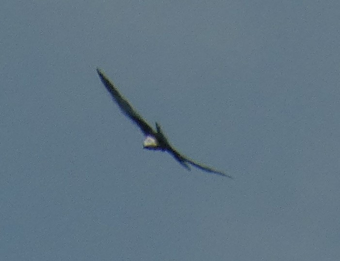 Swallow-tailed Kite - ML359067551