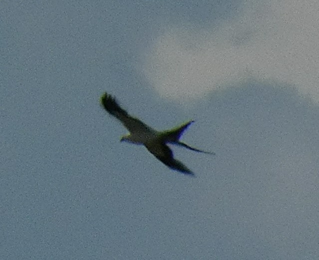 Swallow-tailed Kite - ML359067581