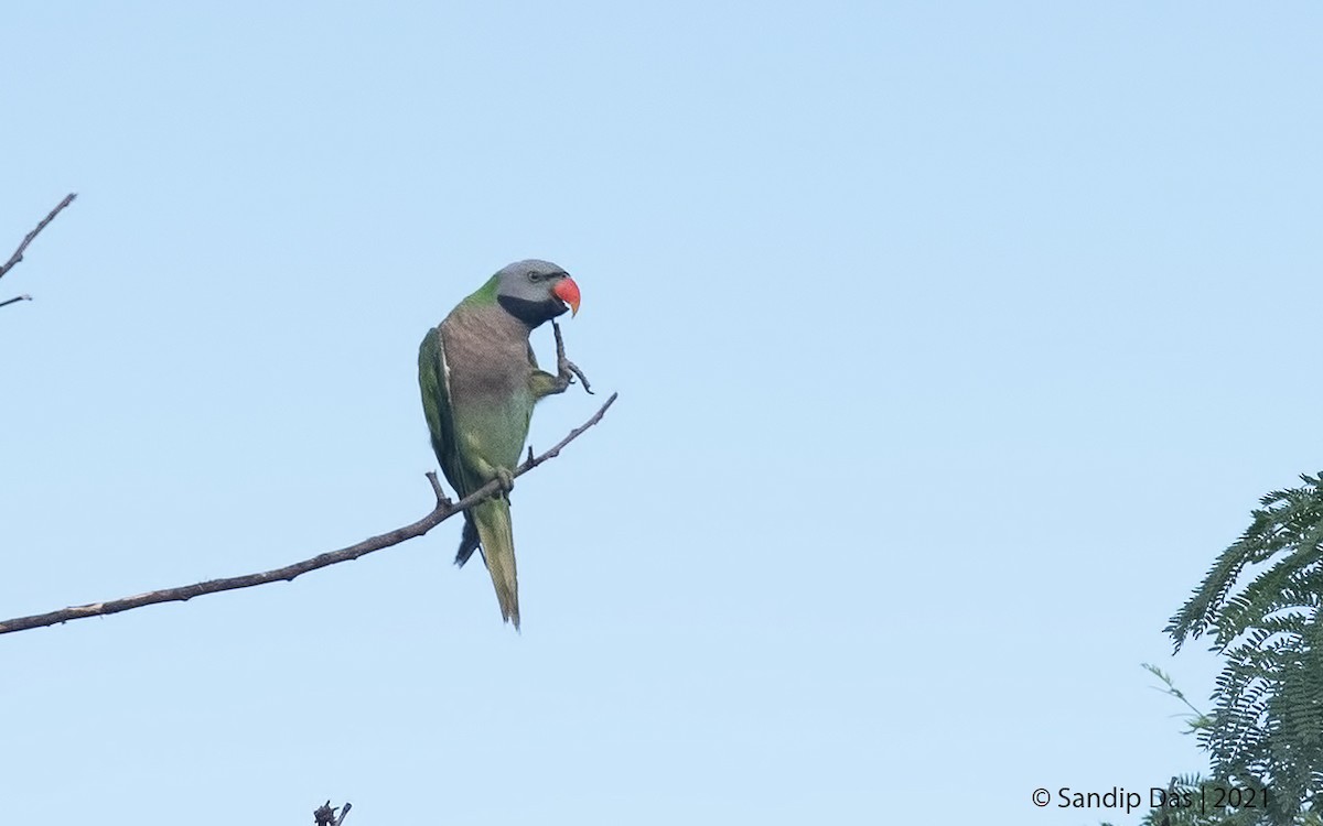 Red-breasted Parakeet - Sandip Das