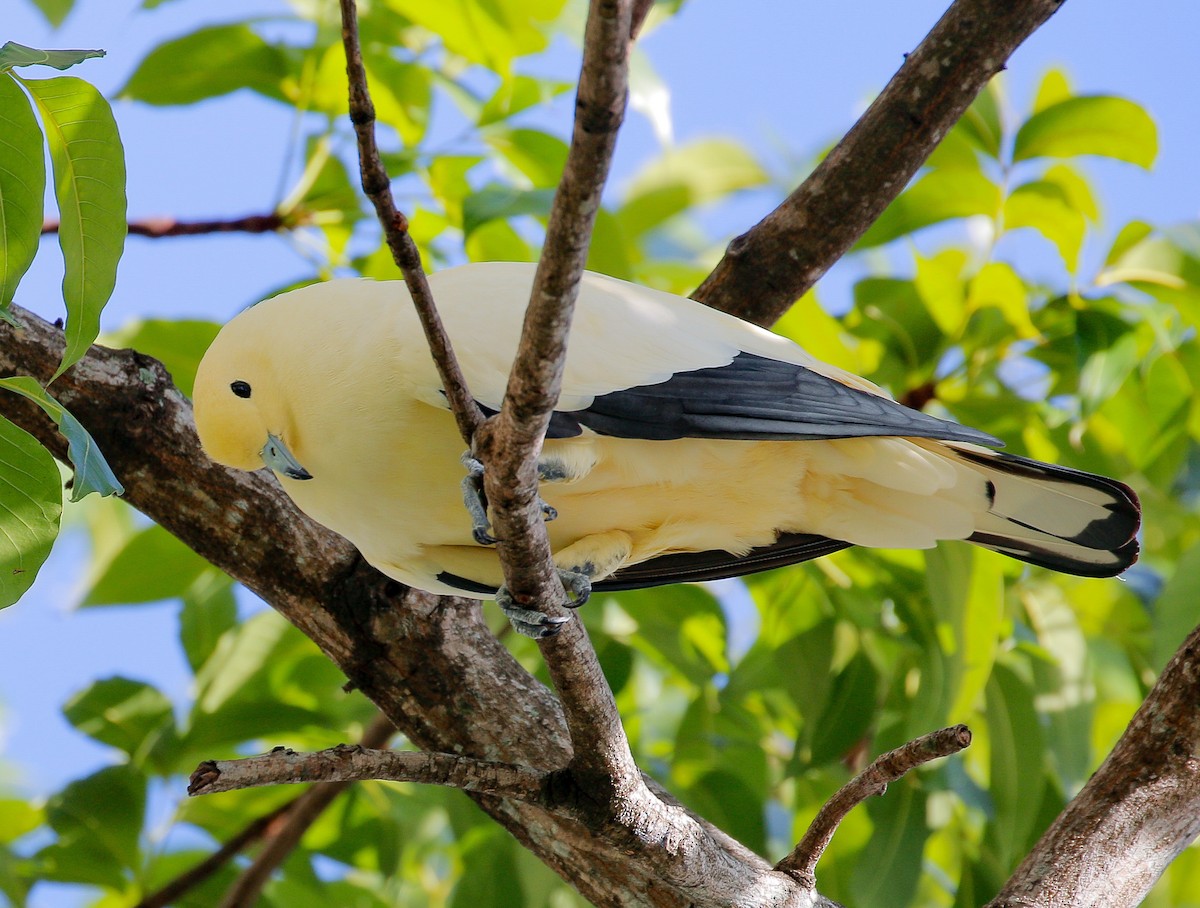 Pied Imperial-Pigeon - ML359074441