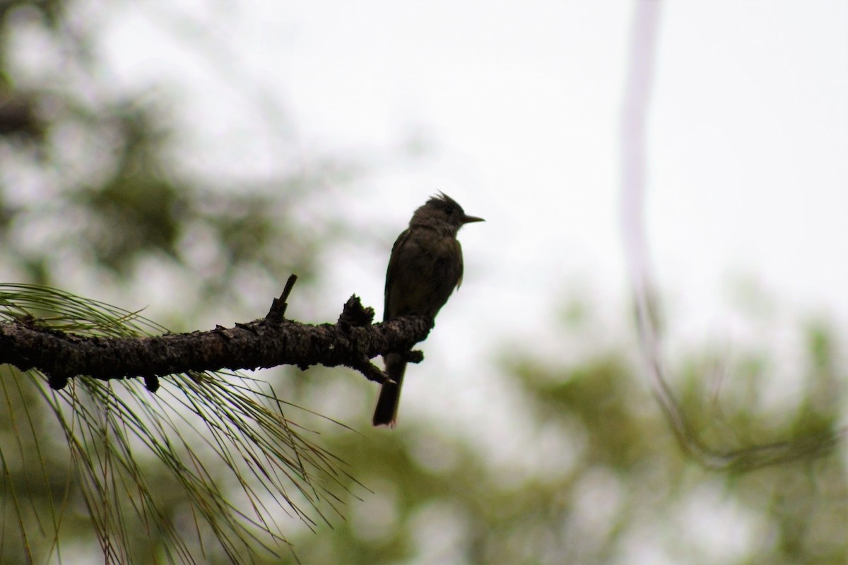 Greater Pewee - ML359074921