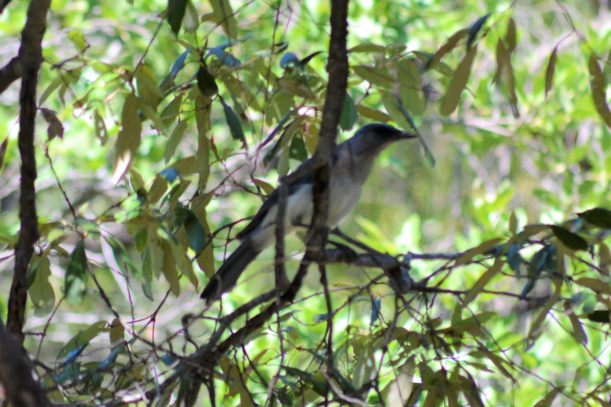 Mexican Jay - ML359074971