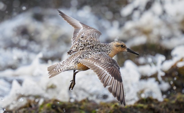 Possible confusion species: Red Knot (<em class="SciName notranslate">Calidris canutus</em>). - Red Knot - 