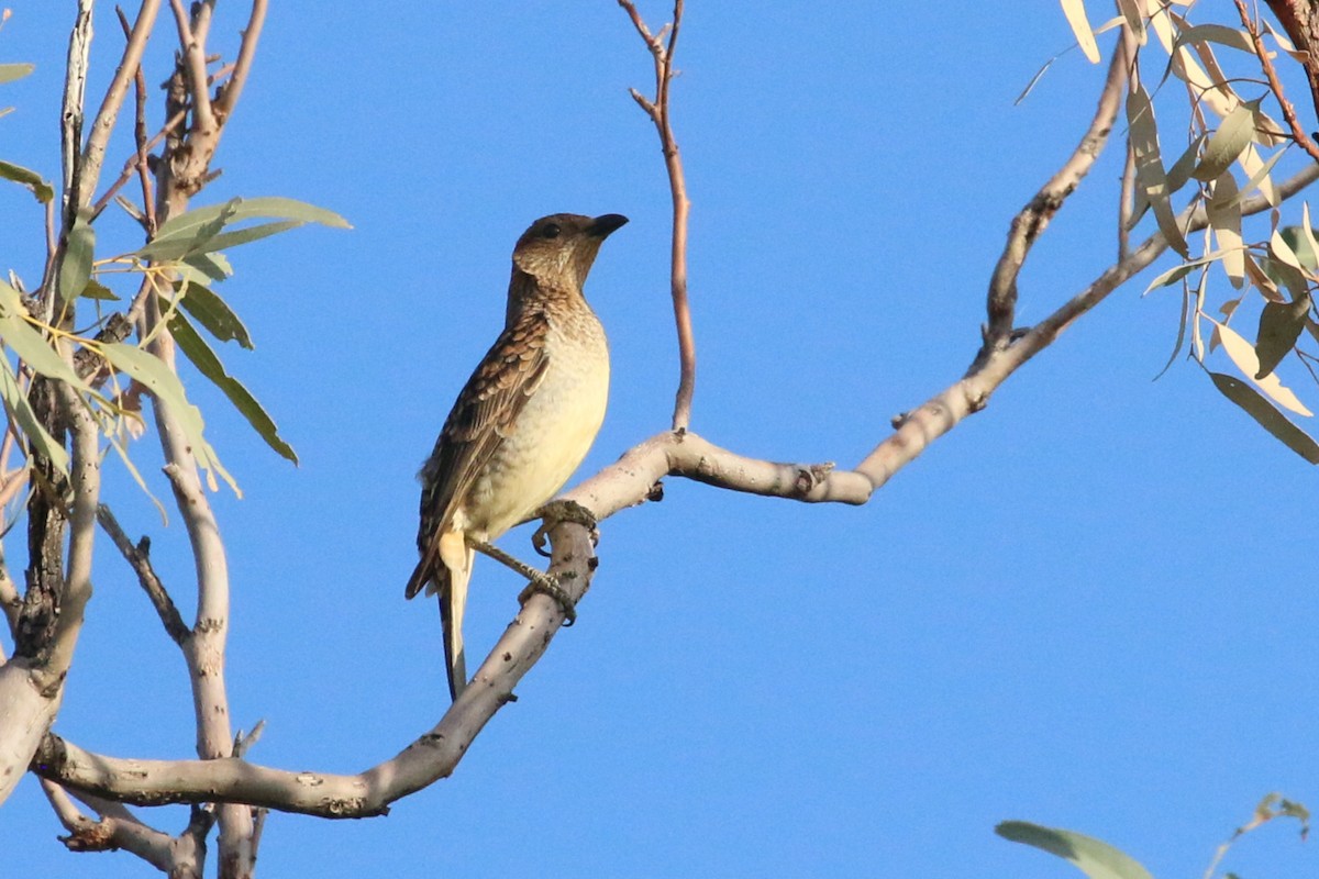 Spotted Bowerbird - Leith Woodall