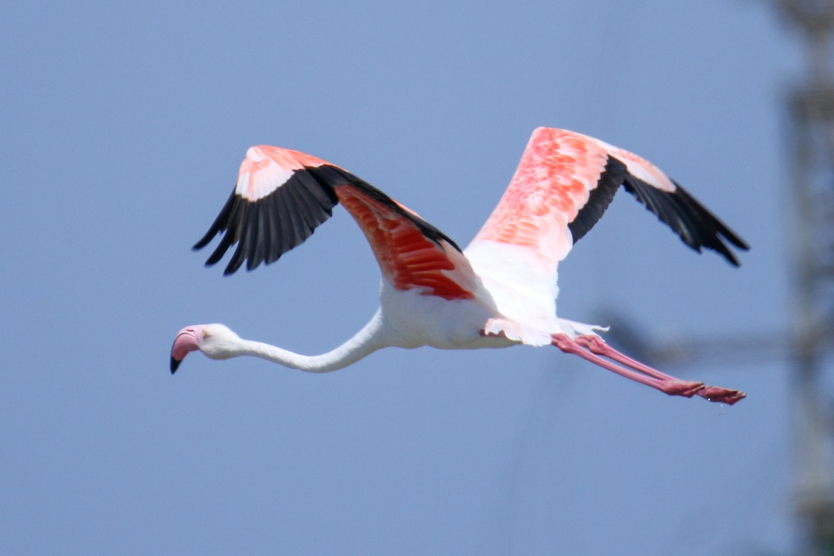 Greater Flamingo - דויד סבן