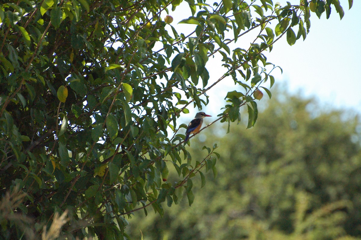 Gray-headed Kingfisher - ML359079371