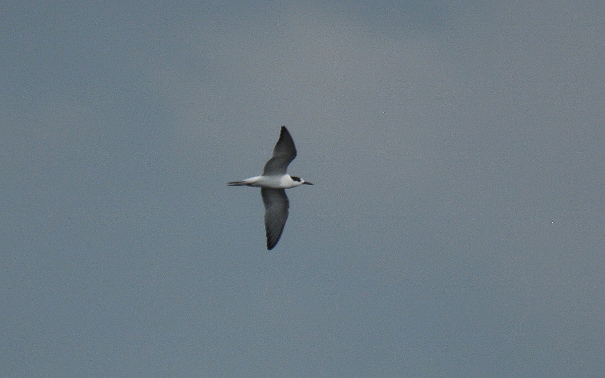 Common Tern - Gaja mohanraj