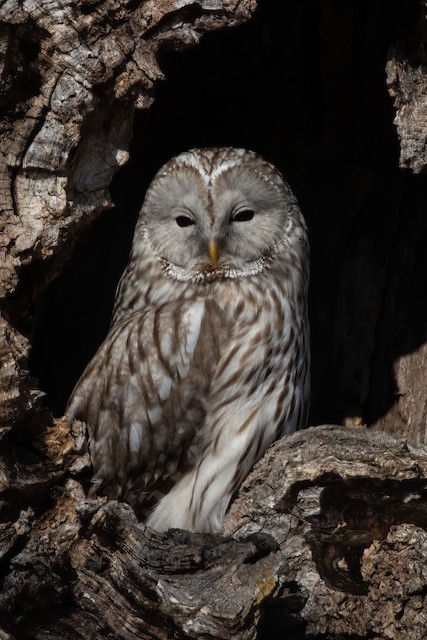 Bird nesting in hole in tree. - Ural Owl - 