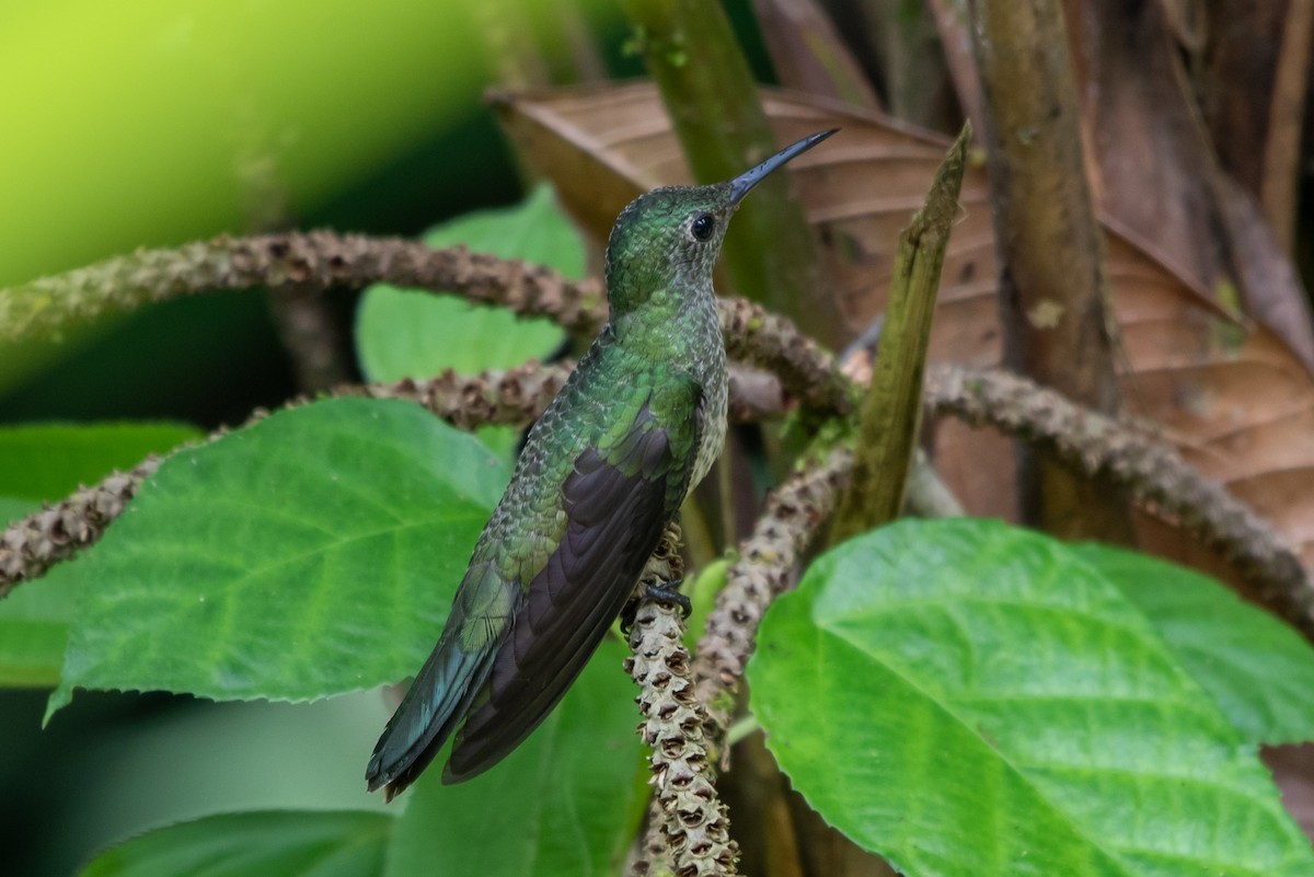 Scaly-breasted Hummingbird - ML359086471