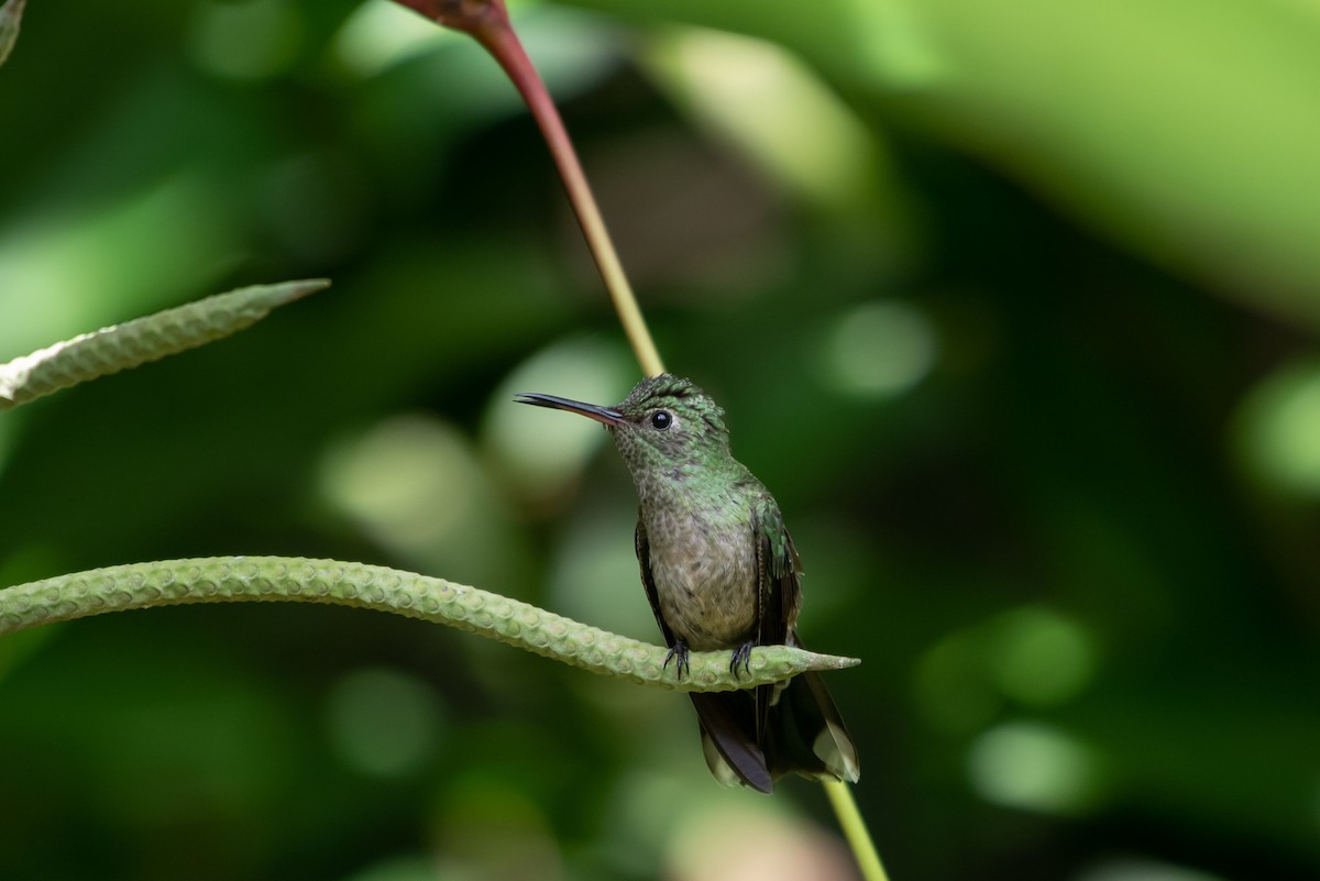 Scaly-breasted Hummingbird - ML359086481
