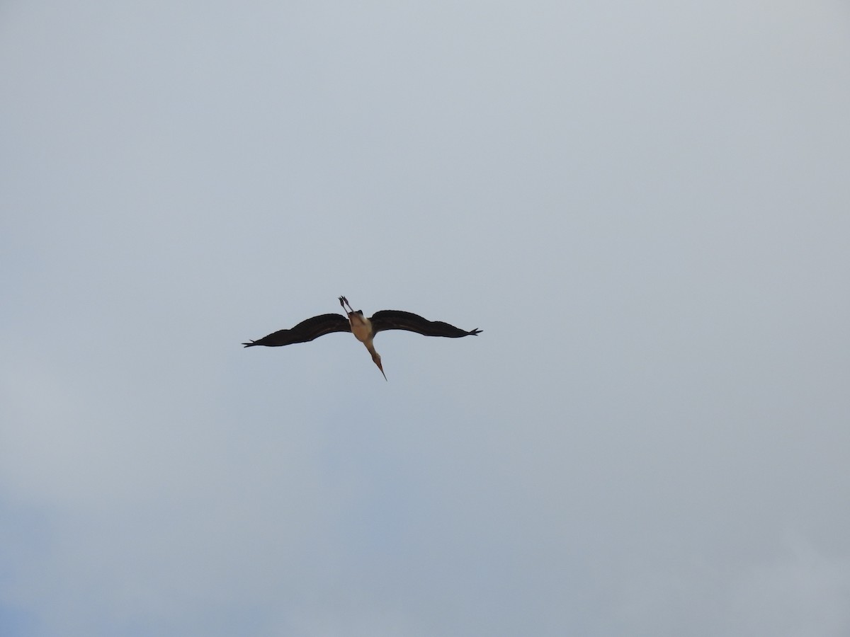 Asian Woolly-necked Stork - ML359092411