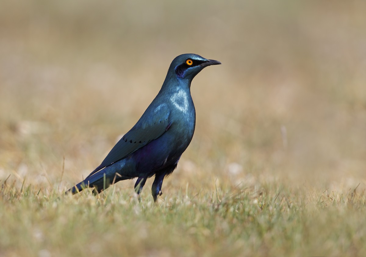 Greater Blue-eared Starling - ML359094201