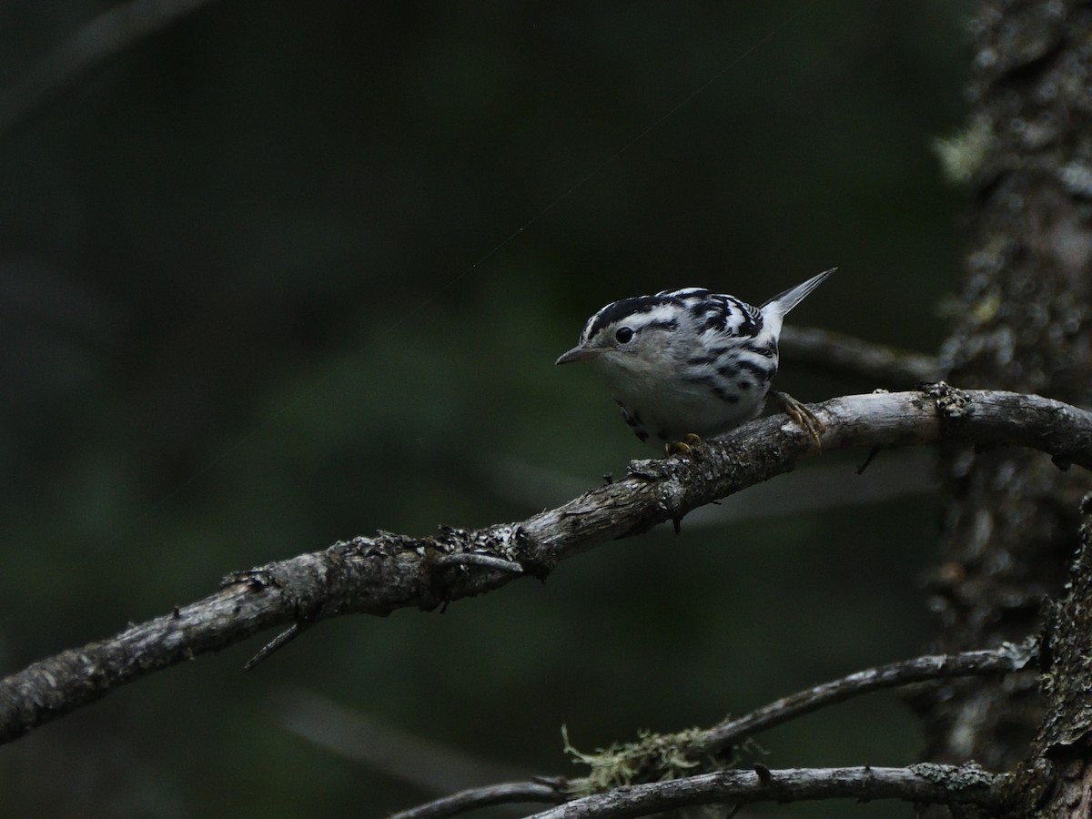 Black-and-white Warbler - ML359096821