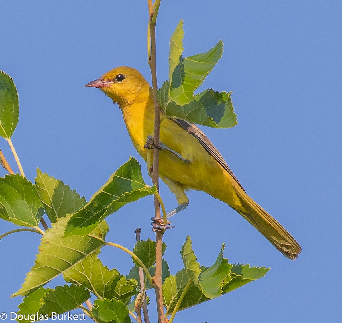 Orchard Oriole - ML359097091
