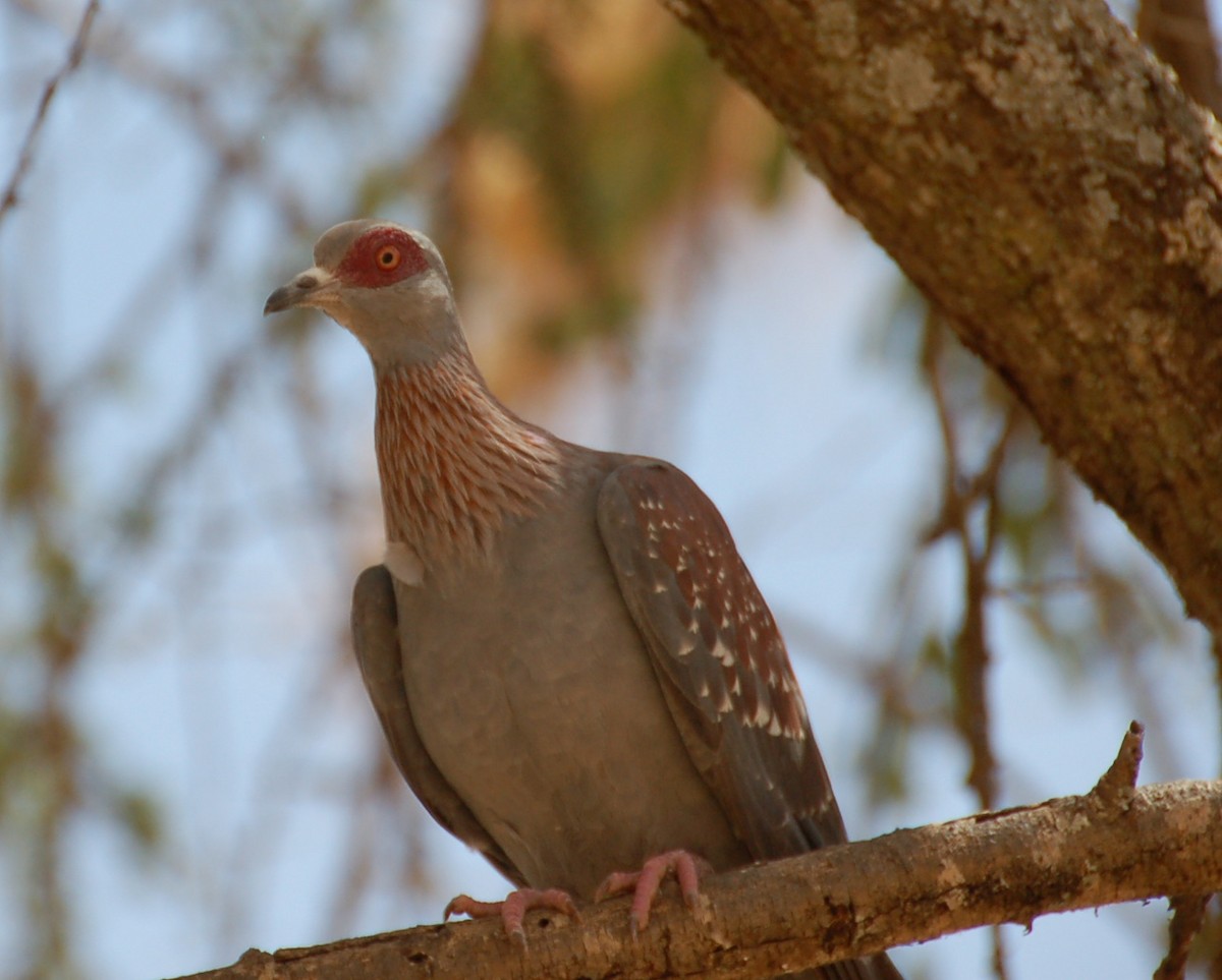 Speckled Pigeon - ML359103251