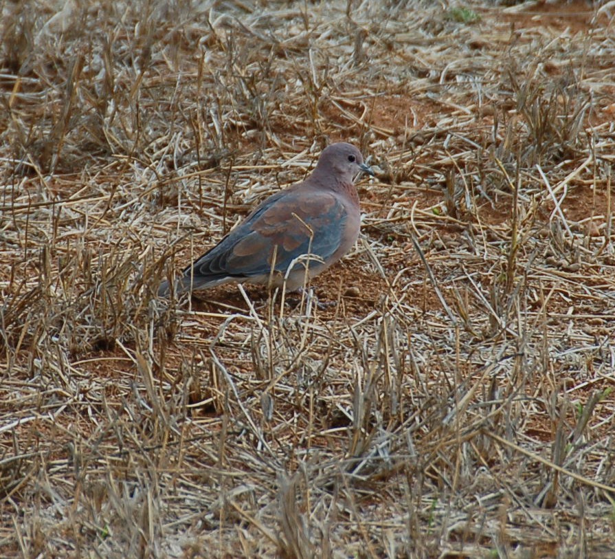 Laughing Dove - ML359103441