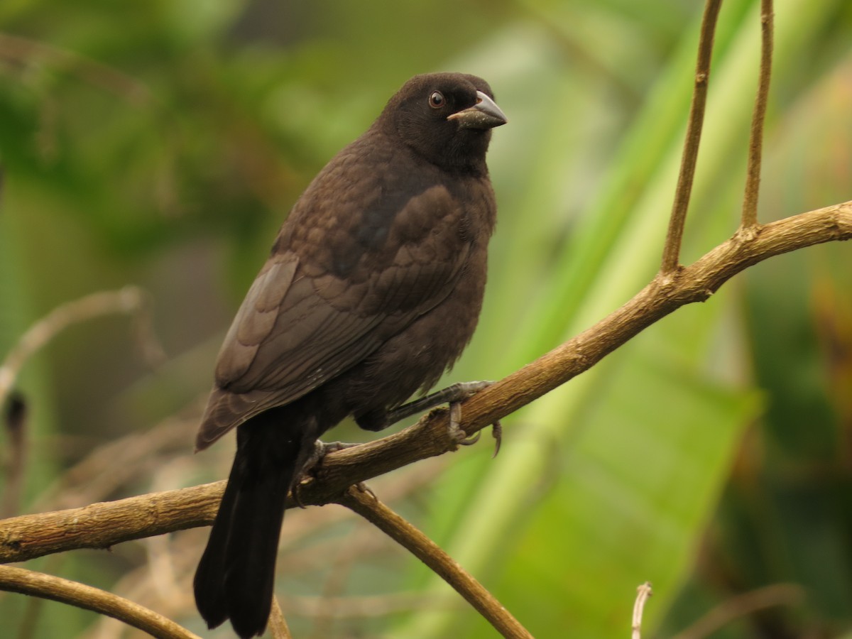 Melodious Blackbird - kenneth reyes