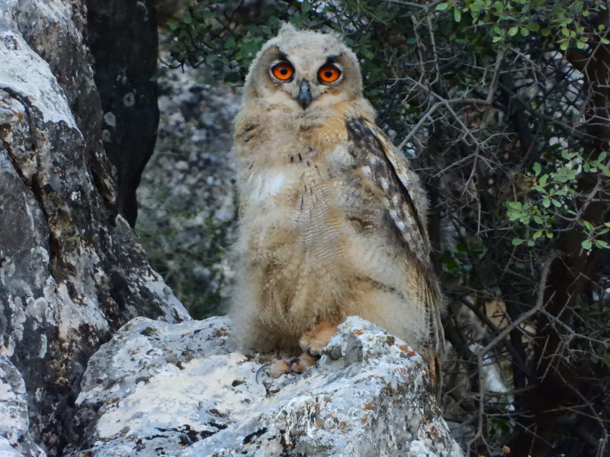 Eurasian Eagle-Owl - ML359107861