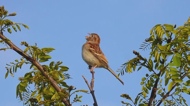 Field Sparrow - ML359116451