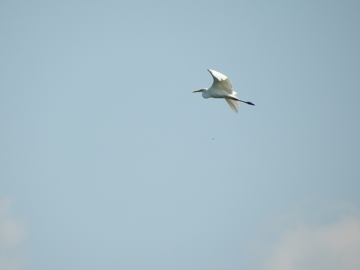 Great Egret (alba) - ML359130581