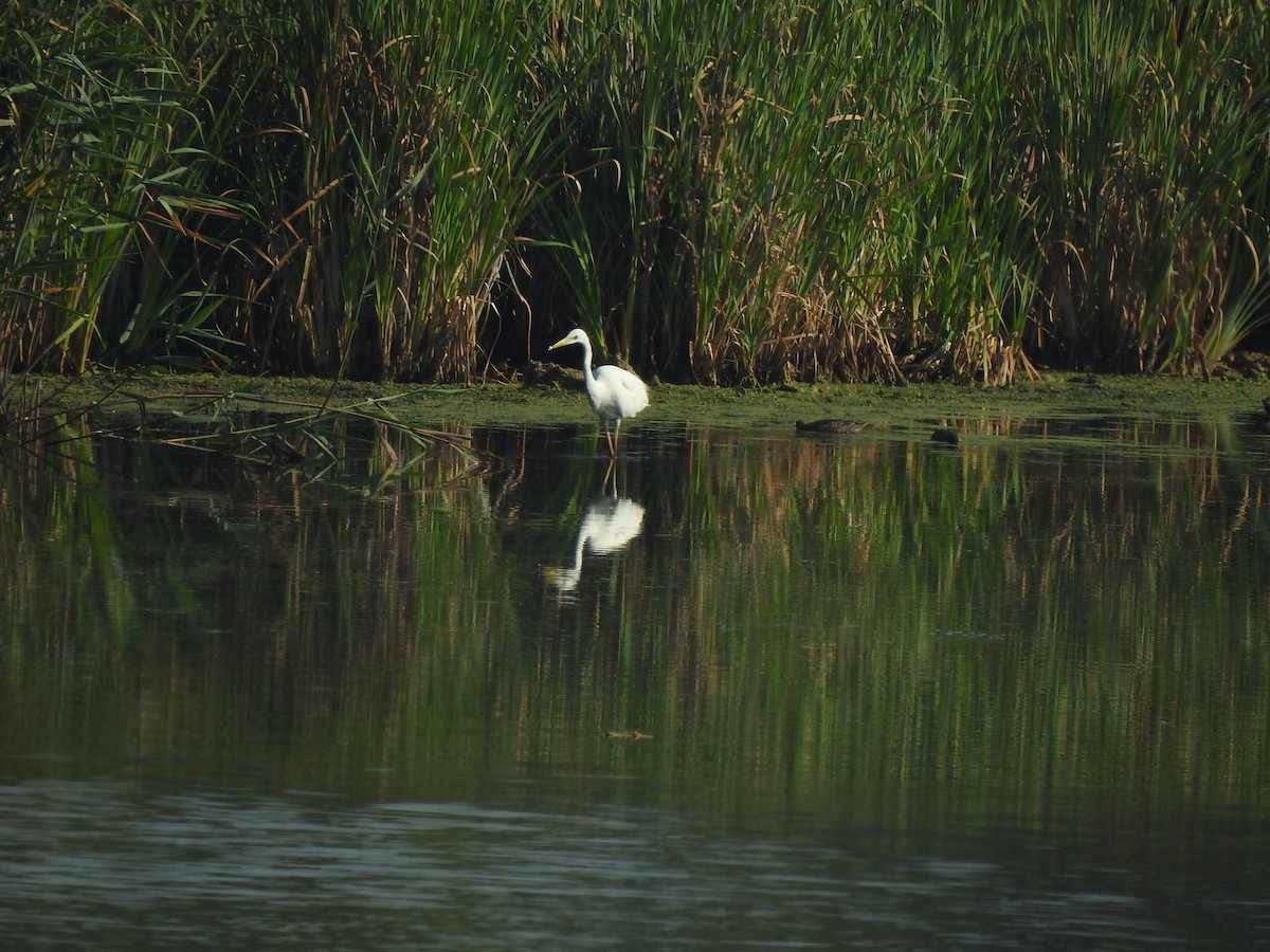 Great Egret (alba) - ML359130591