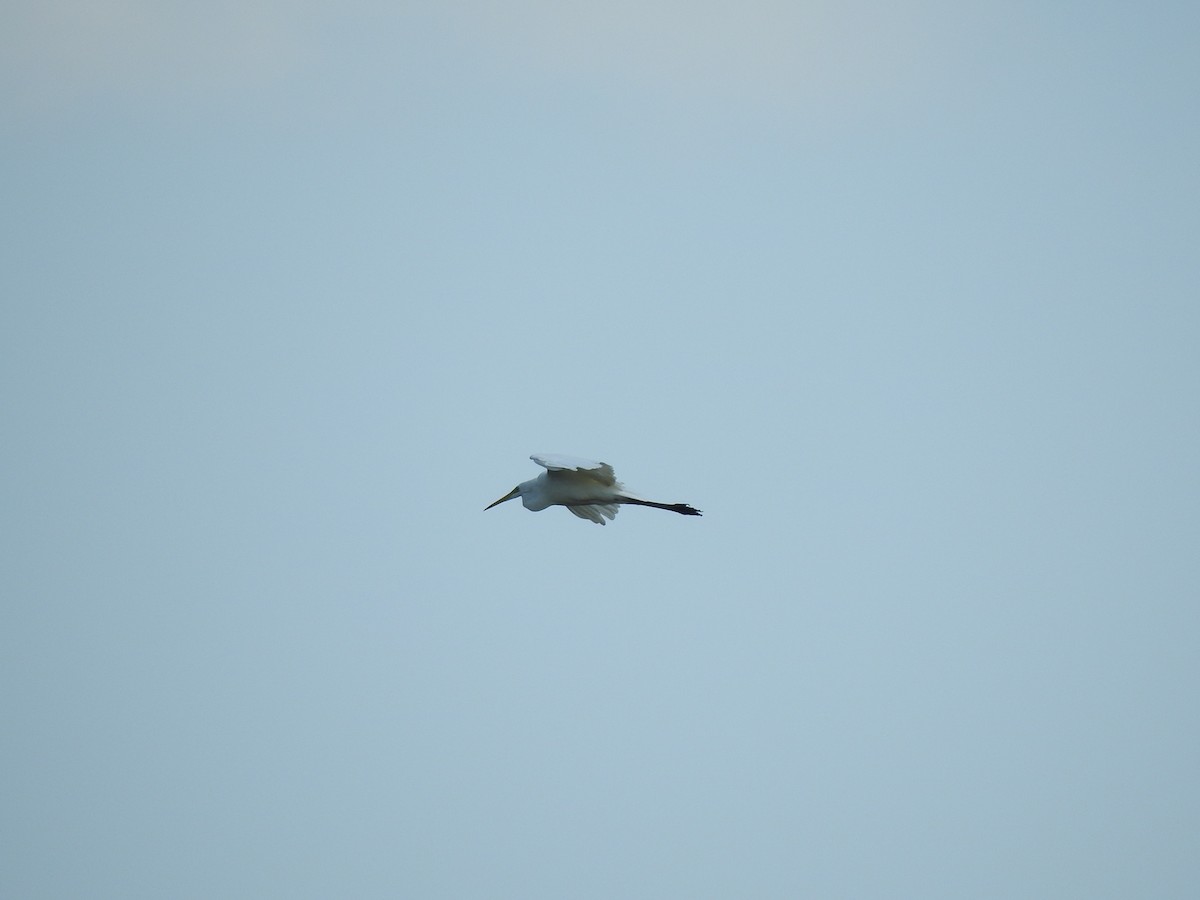 Great Egret (alba) - ML359130611