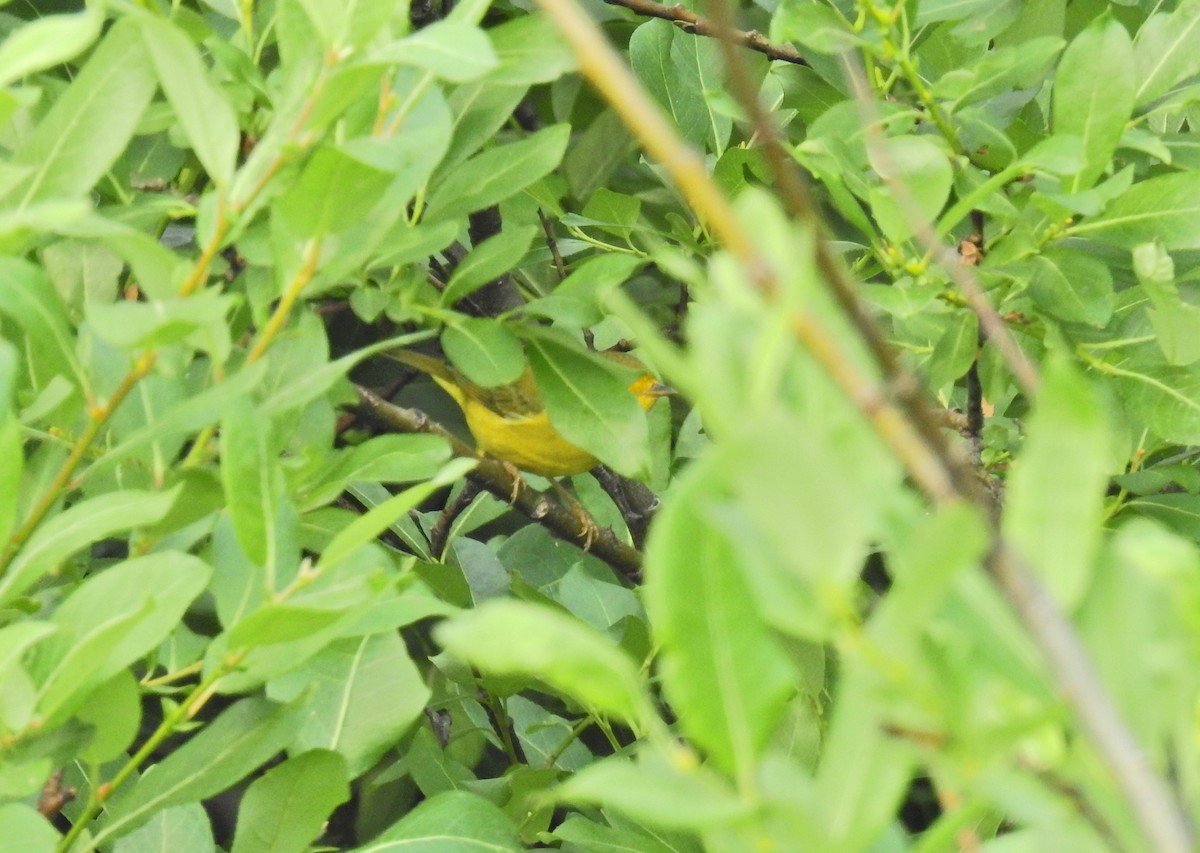 Yellow Warbler - Darlene Cancelliere