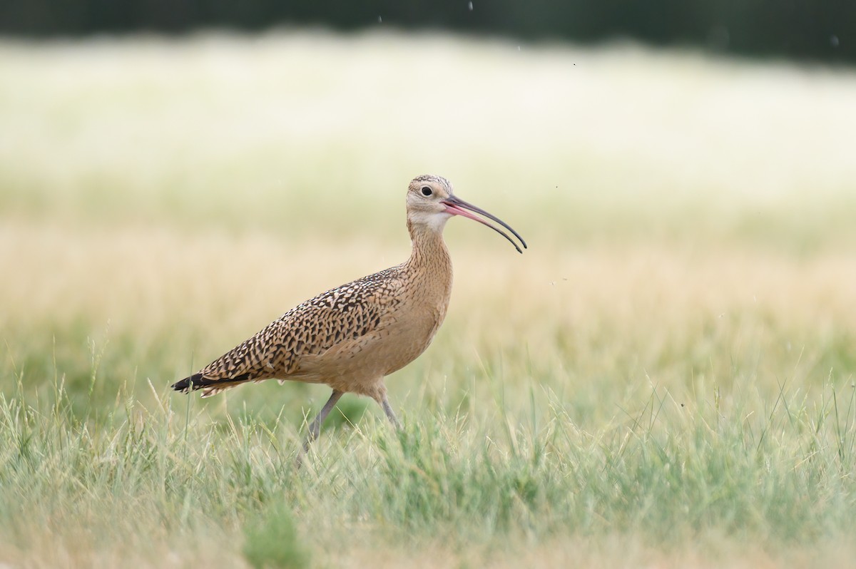 Long-billed Curlew - ML359135911