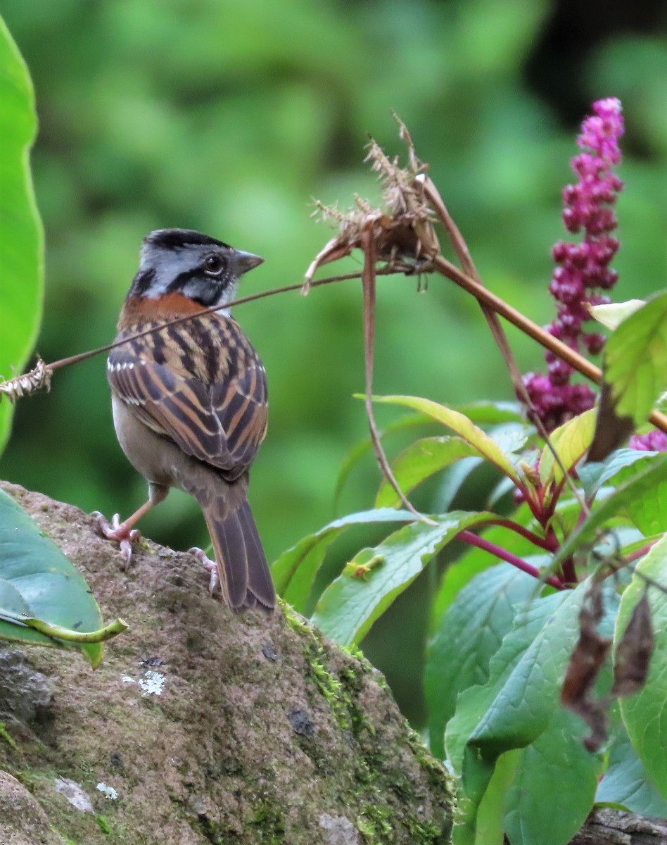 Rufous-collared Sparrow - Ann Denburgh