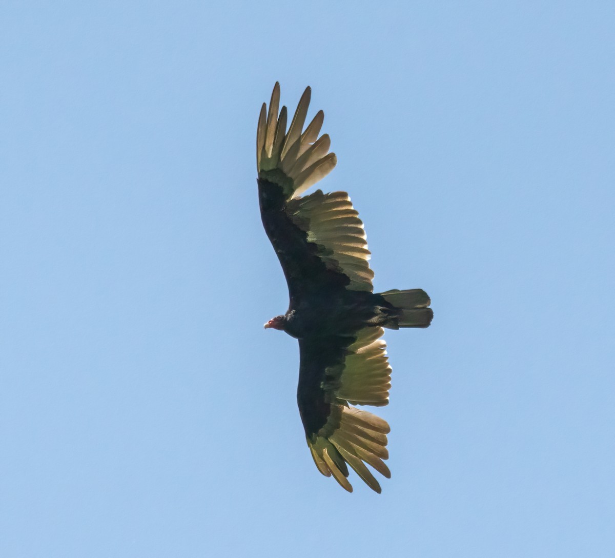 Turkey Vulture - ML359145091