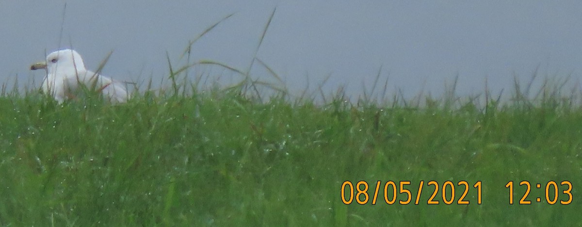 Делавэрская чайка - ML359151751