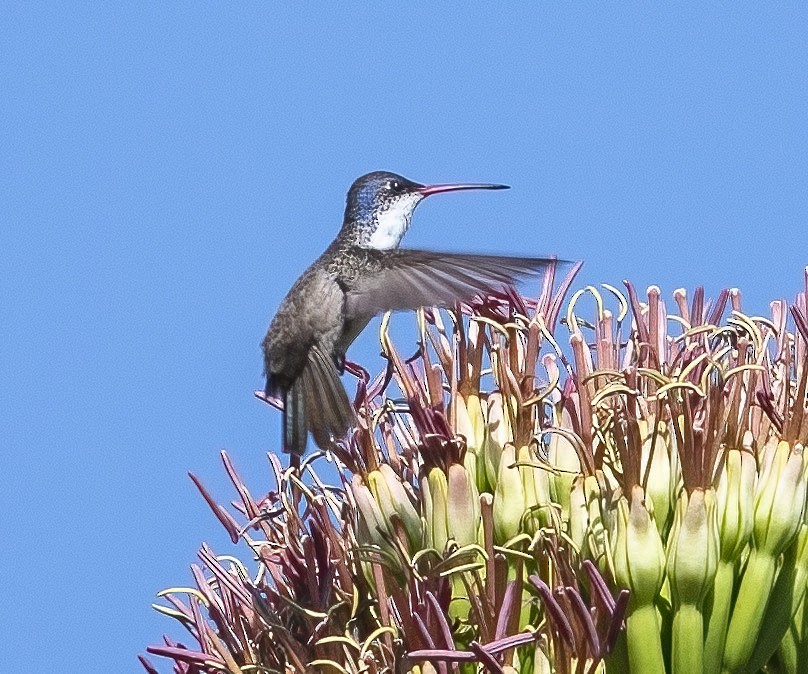 Violet-crowned Hummingbird - Eric Kallen