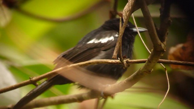 White-shouldered Tanager - ML359166631