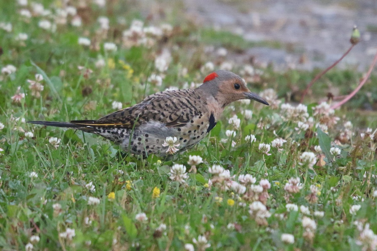 Northern Flicker - Marie-Josee D'Amour