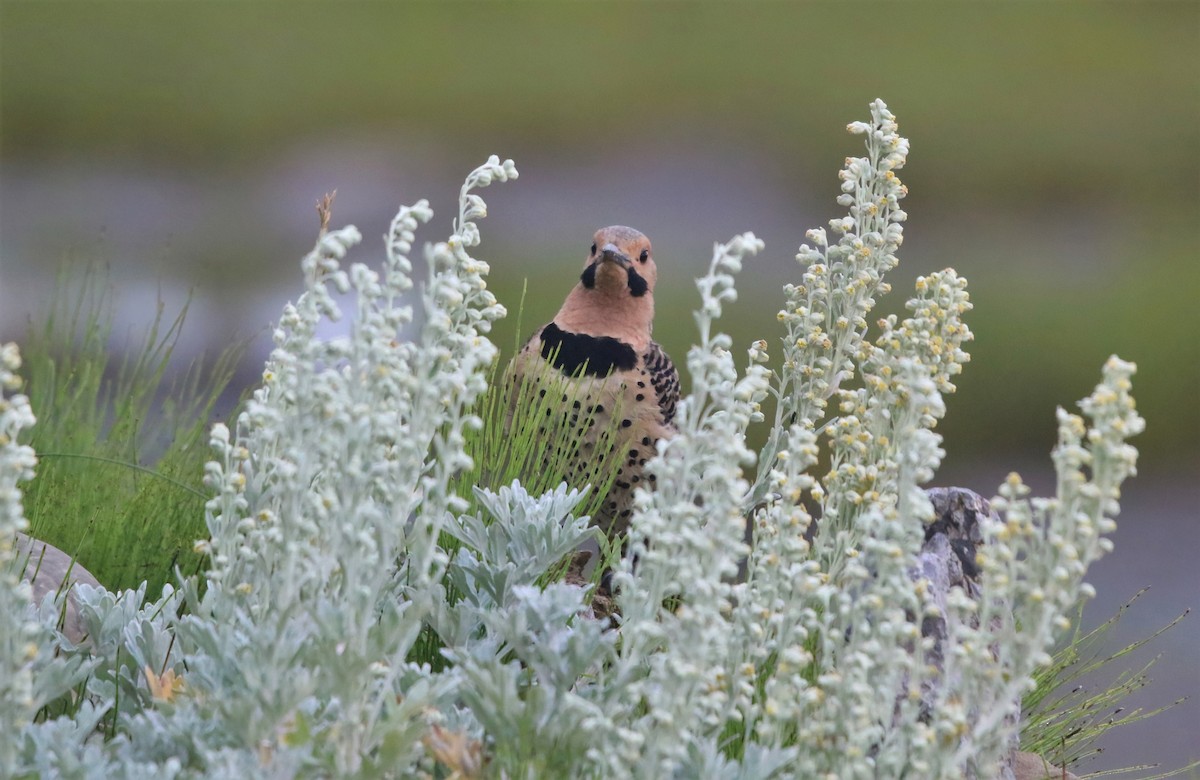 Northern Flicker - Marie-Josee D'Amour