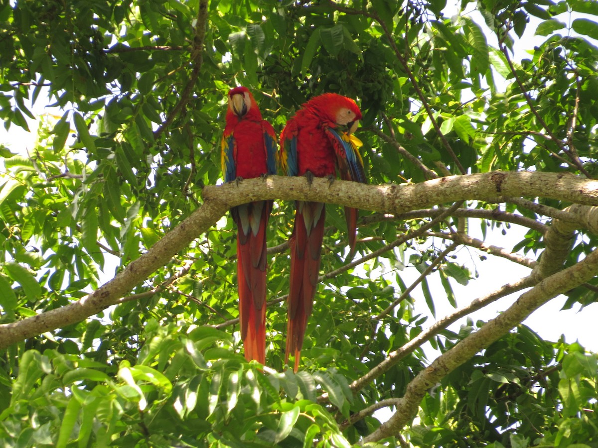 Scarlet Macaw - ML35916861