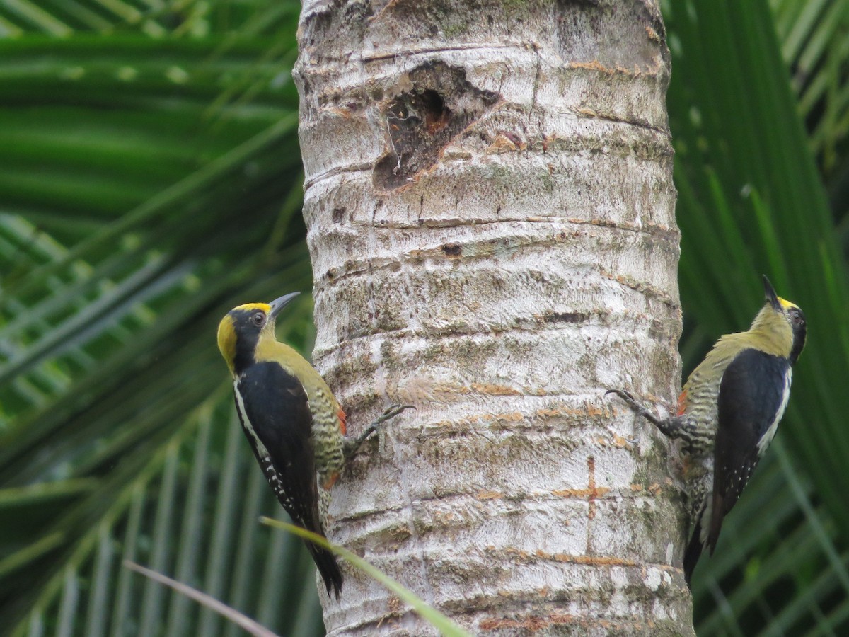 Golden-naped Woodpecker - kenneth reyes
