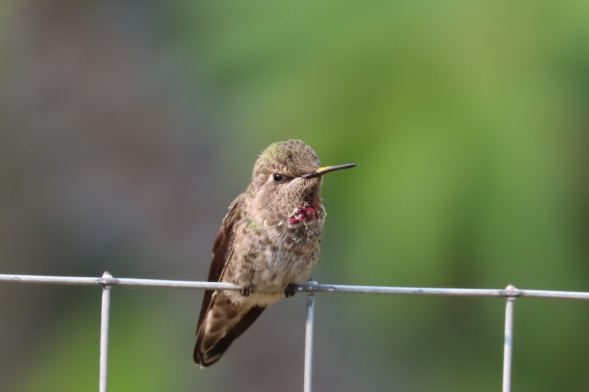Anna's Hummingbird - ML359176561