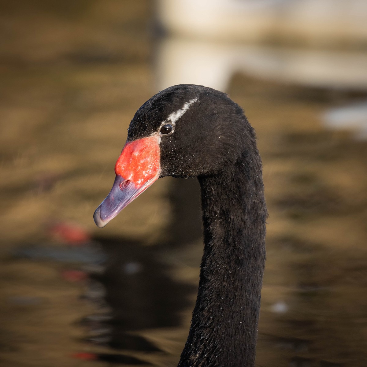 Black-necked Swan - ML359177661