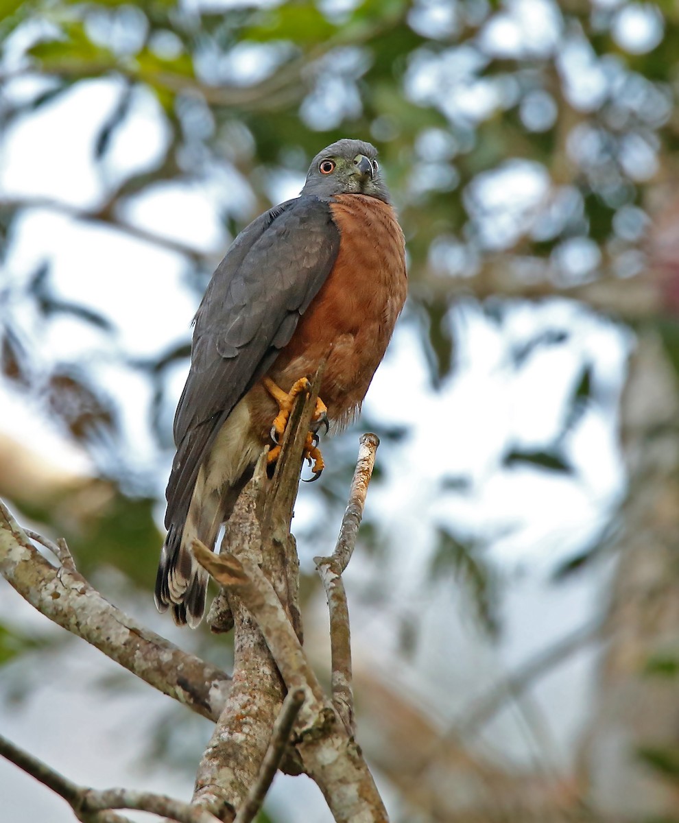 Double-toothed Kite - ML35918501