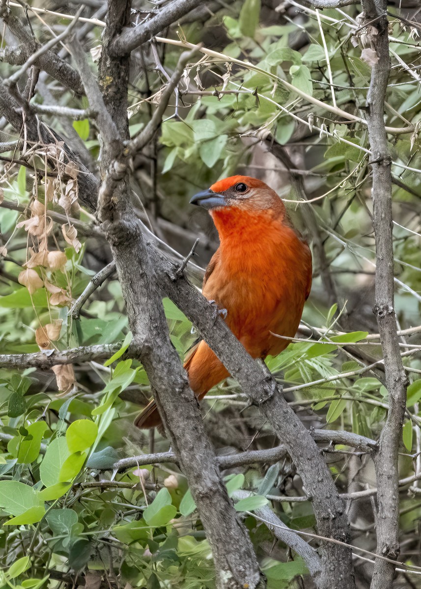 Hepatic Tanager (Northern) - ML359185281