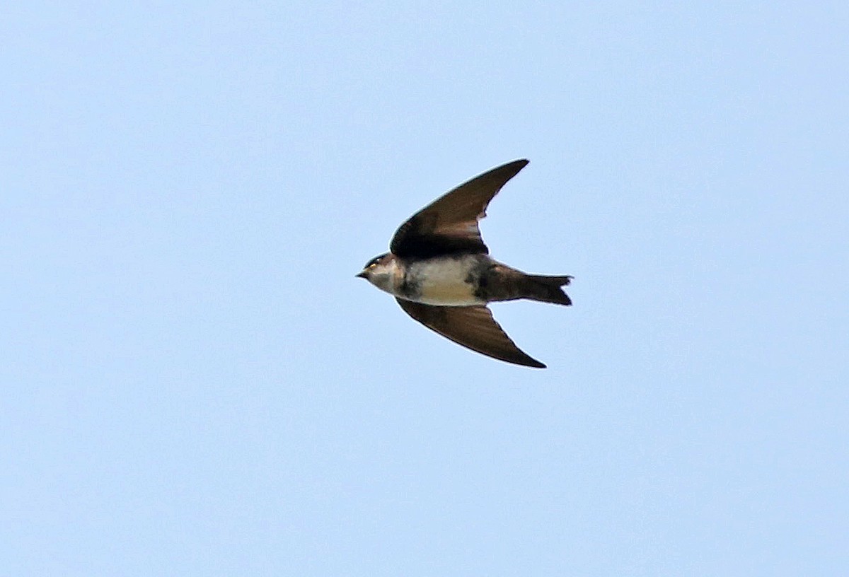 Blue-and-white Swallow - ML35918851