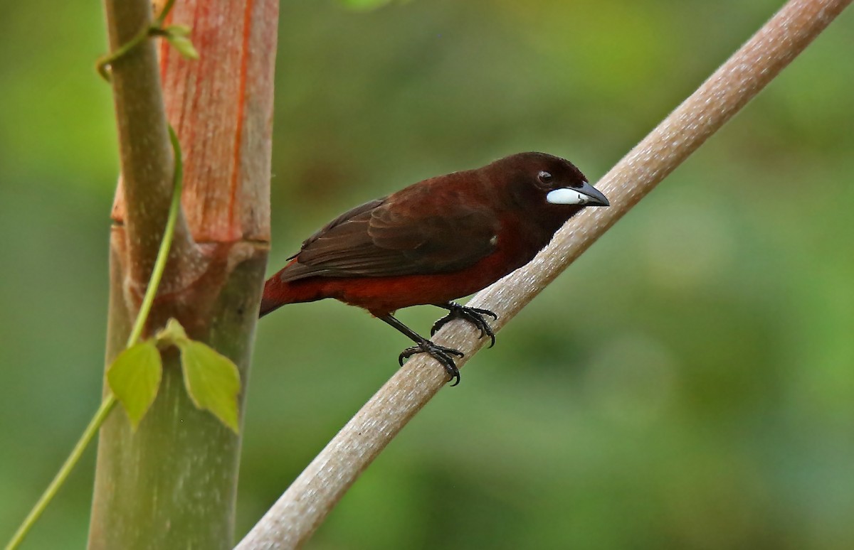 Black-bellied Tanager - Roger Ahlman