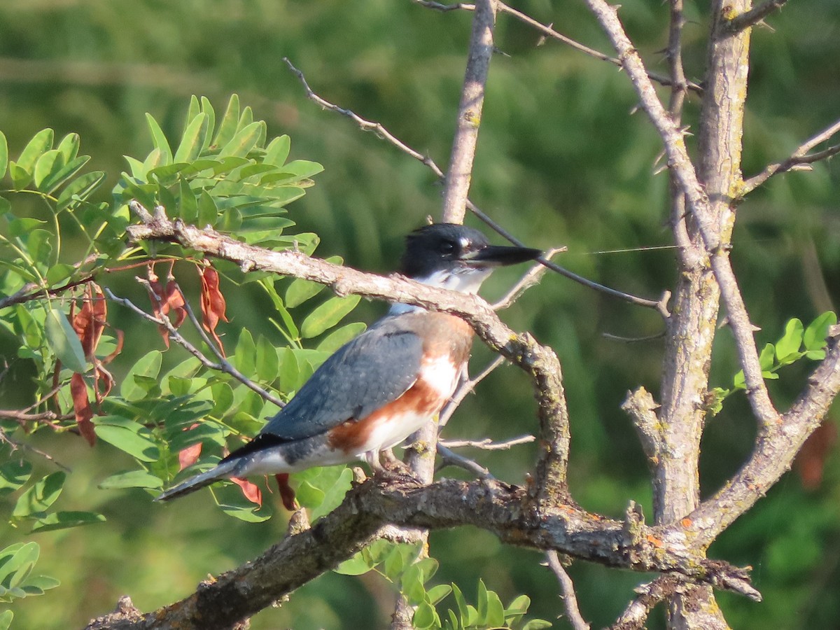 Belted Kingfisher - ML359190691