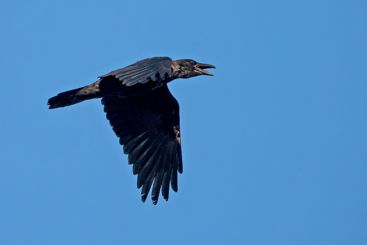 Common Raven - Sue Barth