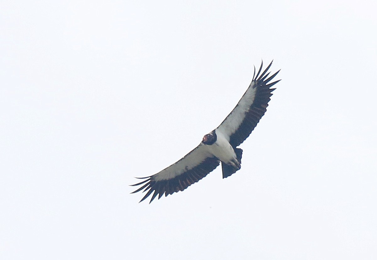 King Vulture - ML35919561