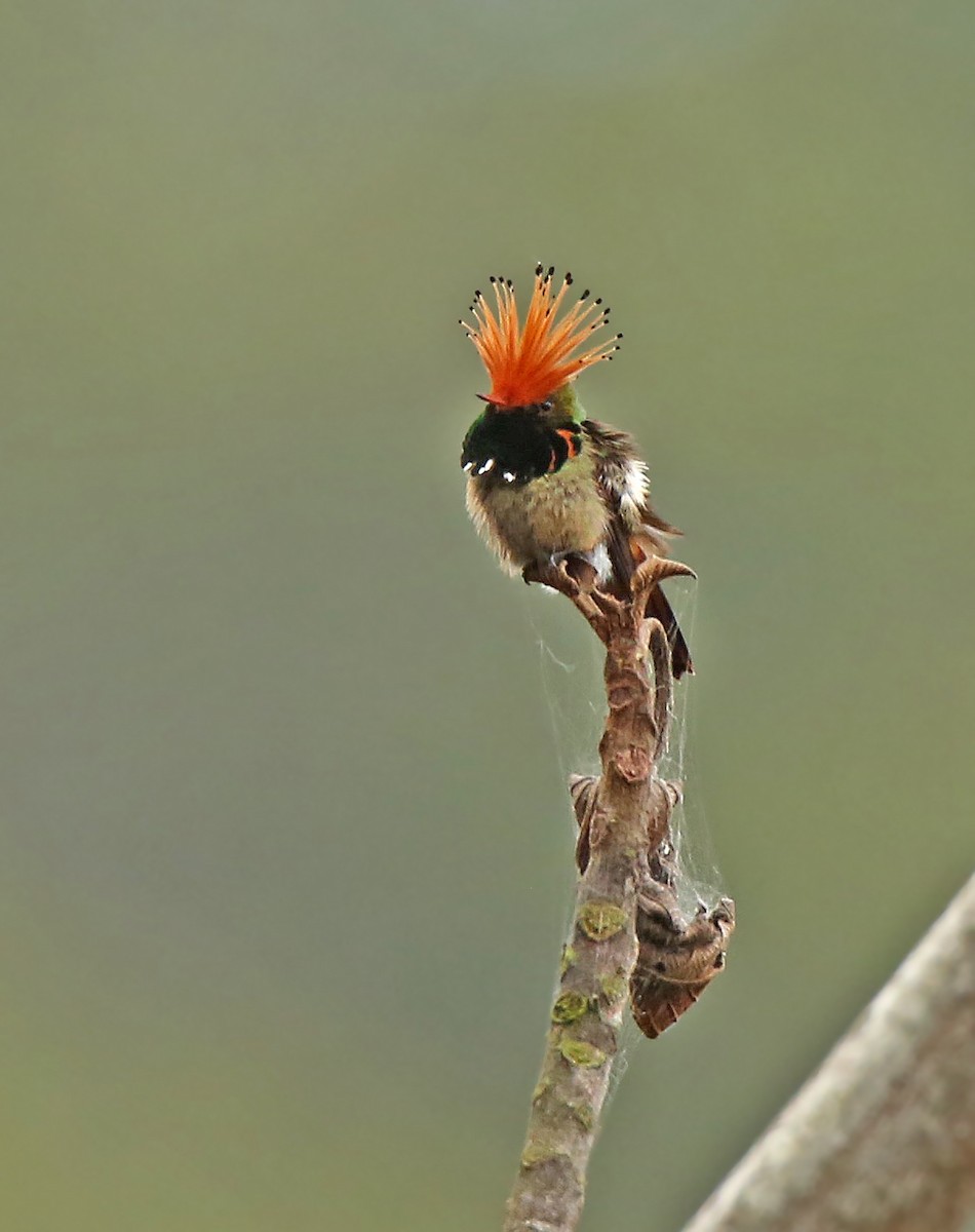 Rufous-crested Coquette - Roger Ahlman