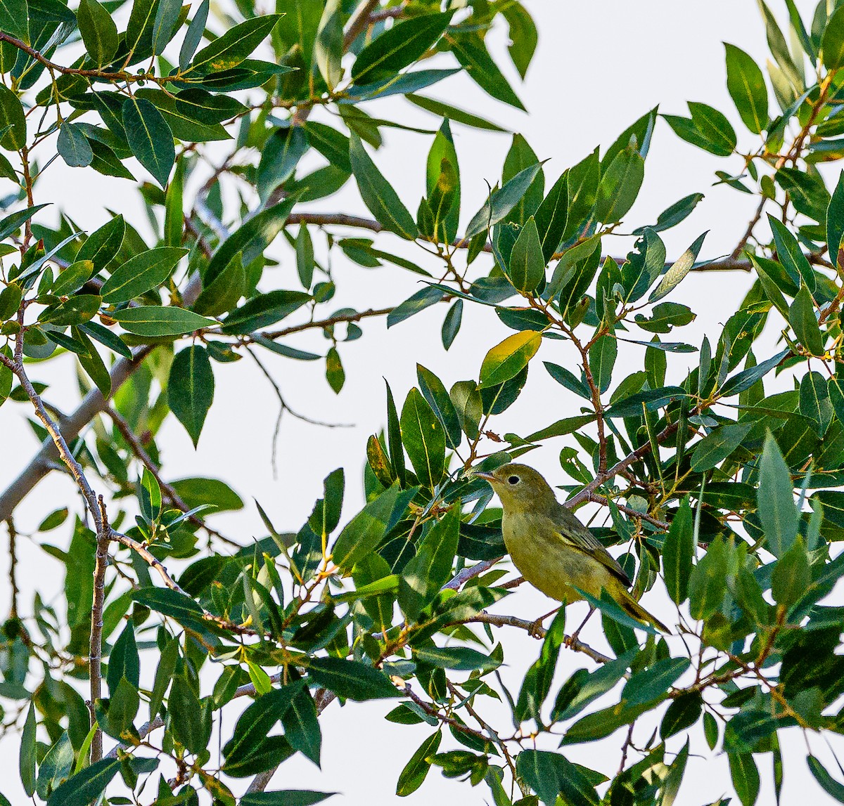 Yellow Warbler - ML359200961